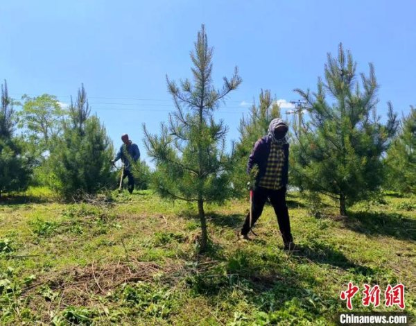 金御优配 （乡村行·看振兴）吉林辉南荒山变“绿色银行” 绿水青山有“钱景”